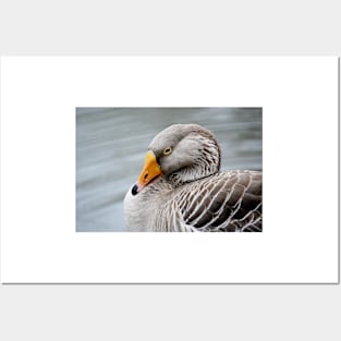 Greylag Goose Posters and Art